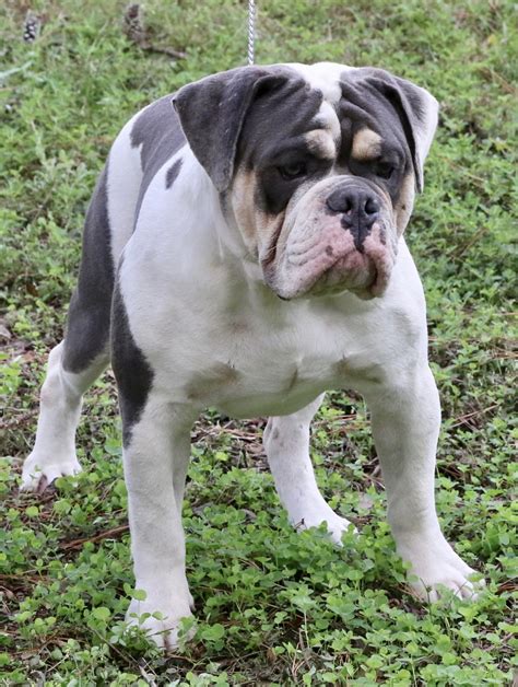 acorn old english bulldogs.